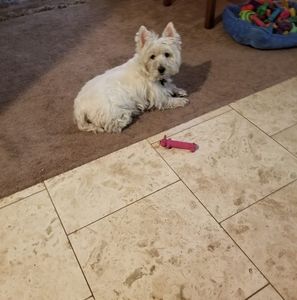 Meet your Posher, Priscilla